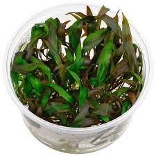 Cryptocoryne parva is one of the most popular carpeting plants in the hobby. Cryptocoryne Wendtii Affinis Rot In Vitro Xl Aquasabi