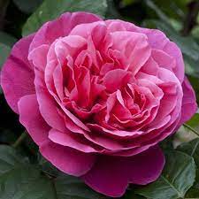 It was named for french actress line renaud. Rosier Line Renaud Meiclusif Hybrid Tea Roses Fragrant Roses Tea Roses