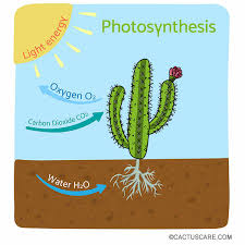 Cactus is an american plant. How Cacti Perform Photosynthesis In A Different Way Cactuscare