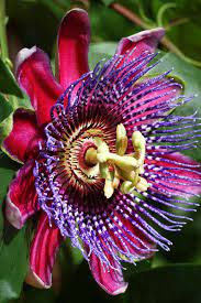 How To Grow And Care For Passionflower Gardener S Path
