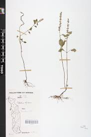 Image result for Platostoma africanum