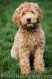 Australian Labradoodle Association of America