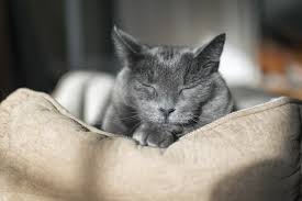 It is a prominent aging sign among cats. 10 Signs Your Cat Is Getting Older Great Pet Care