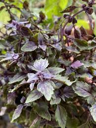 African blue basil for sale. African Blue Basil Plant Info African Basil Uses And Growing Tips