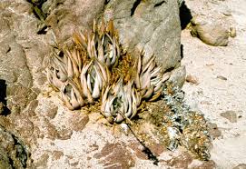 Image result for Aloe rulkensii