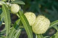 Image result for Gomphocarpus kaessneri