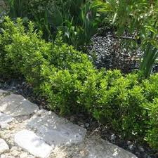 Immergruner Spindelstrauch Euonymus Japonicus Green Border Gartenboden Wasser Im Garten Und Garten