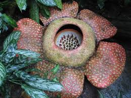 We have now placed twitpic in an archived state. What Is The Name Of The Flower With The Smell Of Rotten Meat All The Best