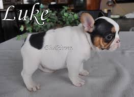 Blue french bulldog puppy видео blue tri french bulldog puppies канала shrinkabulls french english bulldogs. Black Tan Pied Bluehaven French Bulldogsbluehaven French Bulldogs