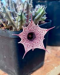 Image result for Huernia hislopii