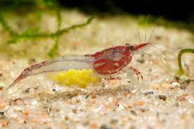 Neocaridina Heteropoda Rili With Eggs Shrimp Aquarium Fish Freshwater Fish
