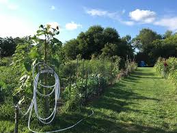 How successful is community gardens? Community Gardens Soil Science Society Of America