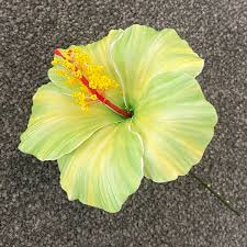 Image result for Hibiscus seineri