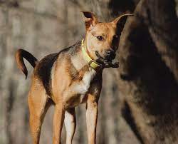 As mountain feist puppies grow into adults, their muscular shape becomes more prominent. Mountain Feist Treeing Feist A Look At Squirrel Hunting Dogs