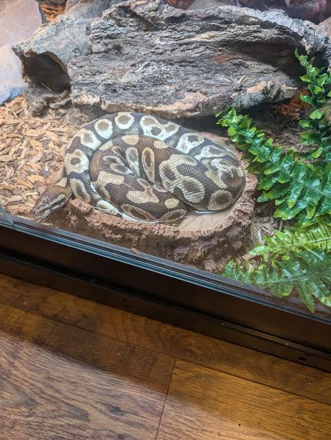My snake just loves sitting in her water and I'm worried : r/ballpython