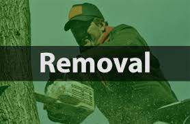 Maybe you would like to learn more about one of these? Layton S Tree Service Complete Tree Care In Gainesville Ga