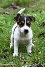 The short jack russell has become a very popular pet. Short Legged Jack Russell Pups Love Kids Wigan Greater Manchester Pets4homes