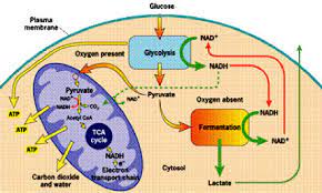 Dka In Dogs And Cats Diabetic Ketoacidosis In Dogs And Cats