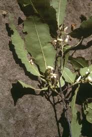 Image result for Diospyros mespiliformis