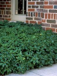 Image result for Pachycarpus firmus