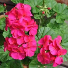 Sardunya Pelargonium Sp Sakiz Bodur Klasik Itir Ve Ceylangozu Sardunyalar Herkesin En Kolay Yetistirdigi Cicekli Bitkilerdendir Di Sardunya Cicek Bitki