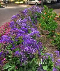 Hours may change under current circumstances Week In Review Containers Xeriscapes Cactus Flowers Orange Blossoms Ramblings From A Desert Garde Landscaping Plants Desert Garden Succulent Landscaping