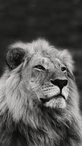 Black And White Lion Wallpaper Add beautiful live wallpapers on your lock screen for iphone xs, x and 9. best wallpaper 4k download
