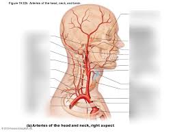 In the neck, each carotid artery branches into two divisions Side Head Neck Arteries Diagram Quizlet