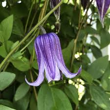 Hardy zones 3 through 9. Clematis Roguchi Buy Clematis Perennials Online