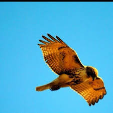 Birds Of Prey Cape Cod Ma Hawk Coast Guard Beach Eastham Ma Coast Guard Beach Us Coast Guard Coast Guard