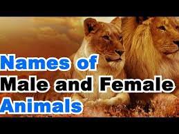 Gender identity is how a person feels and who they know them self to be when it comes to their gender. Male And Female Of Animals Called In English Youtube