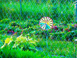 Check spelling or type a new query. Keeping Birds Out Of Your Garden East Idaho News