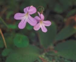 Image result for Streptocarpus umtaliensis