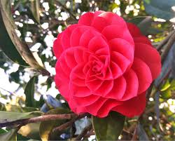 Great for use as a flowering evergreen hedge, mass planting. Camellia Pruning Caring For Camellias To Get Magnificent Winter Blooms