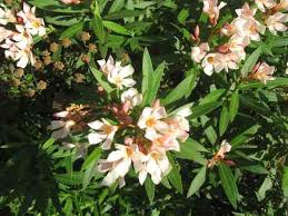 Buy Nerium Oleander Dwarf Apricot Sydney Melbourne Brisbane And Adelaide Oleander Flowering Shrubs Nerium