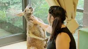 Dave kotinsky/getty images for the leukemia &. Aging Kangaroo At Bronx Zoo Receiving Cryotherapy Treatments For Arthritis Abc7 New York