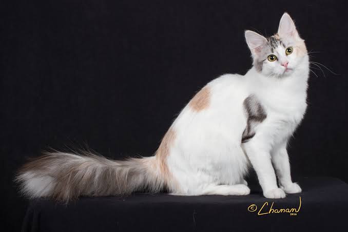 Turkish Angora - The Cat Fanciers' Association