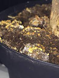 What S This Growing On The Soil Of My Money Tree Gardening Garden Diy Home Flowers Roses Nature Landscaping Horticulture Money Trees Soil Plants
