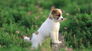 Afbeelding Van Cute Dogs Door Joke Ulinski Puppy S Honden Hondjes