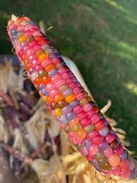 Glass Gem Cherokee Indian Corn 20 Seed