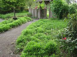 Image result for Nesaea ramosa