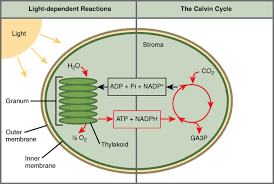 Overview Of Photosynthesis Boundless Biology