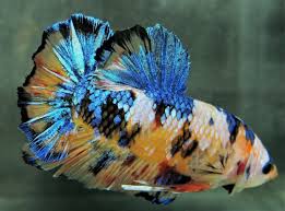 Live Giant Avatar Galaxy Yellow Koi Halfmoon Plakat Male Betta Fish Betta Fish Ideas Of Betta Fish Bettafish Live Giant Betta Fish Betta Fish For Sale