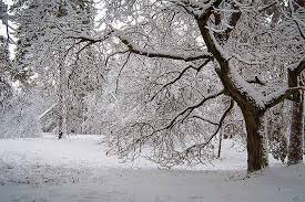 50,000+ vectors, stock photos & psd files. How To Prepare Your Trees For Winter Gardener S Path