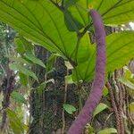 Image result for Telfairia occidentalis