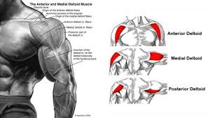 Deltoid Anatomy Your Deltoids Are Formed Of 3 Heads Deltoid Anatomy 1 The Lateral Medial 2 Anterior Front 3 Posterior Deltoids Deltoid Workout Anatomy