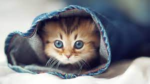 Super cute kittens kittens cutest. Cute Kitty Wallpapers Top Free Cute Kitty Backgrounds Wallpaperaccess