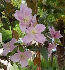 The highly scented pale dusky pink blooms of clematis mayleen will bloom in your garden for a few weeks between late april and mid june. Clematis Montana Mayleen Clematis Plant Details