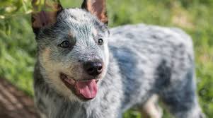 We also advertise stud dog services and other puppy for sale related items. Australian Cattle Dog Blue Heeler Breed Info Facts Traits More