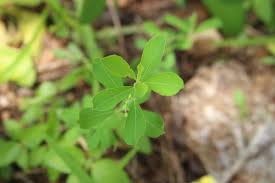 Image result for Phyllanthus maderaspatensis
